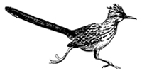 Roadrunner Graphic